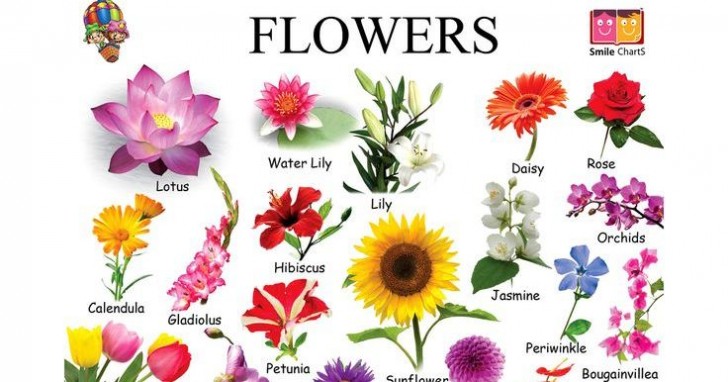 Do You Recognize These Common Flowers Every Adult Should Know?