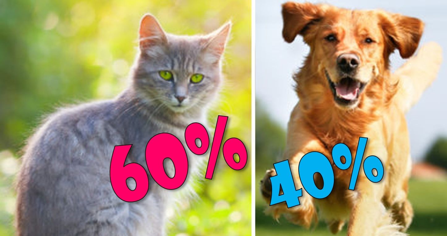 Is Your Personality More Like A Cat Or A Dog?